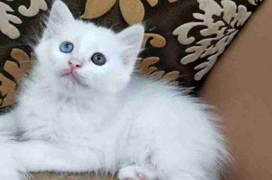 怎么判断是不是狮子猫