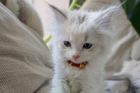 猫咪不吃东西但很活泼