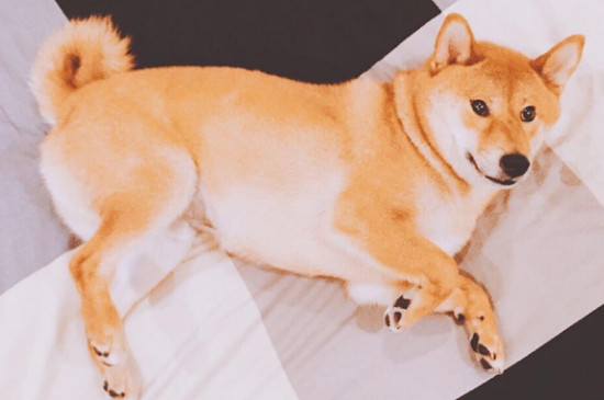 柴犬白手套为什么不好