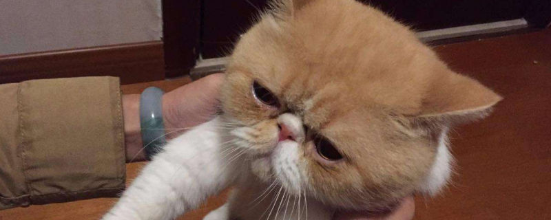 宠物猫托运怎么办理