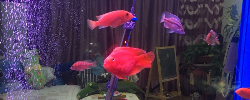 鹦鹉鱼入缸多久喂食