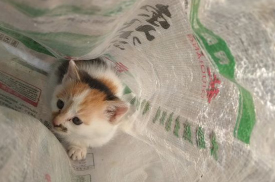 小猫多久断奶