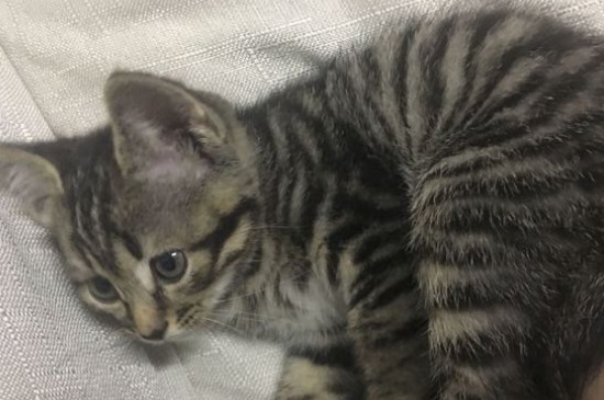 猫瘟会自愈吗