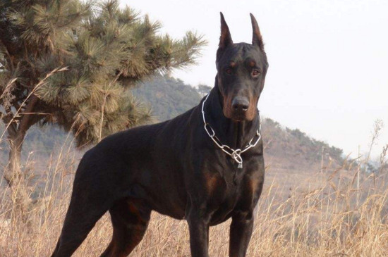 德国杜宾犬价格多少，宠物级幼犬一只1000～2300元