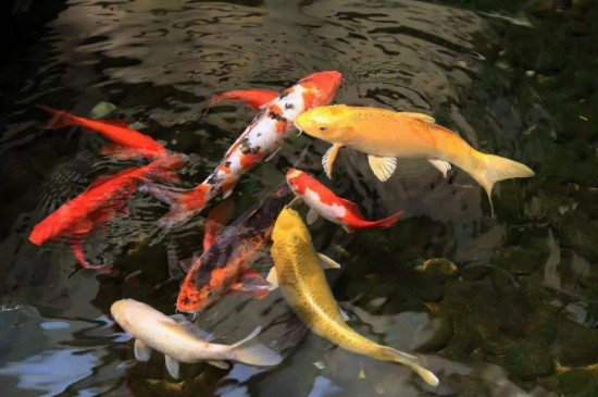 锦鲤到家多久危险期
