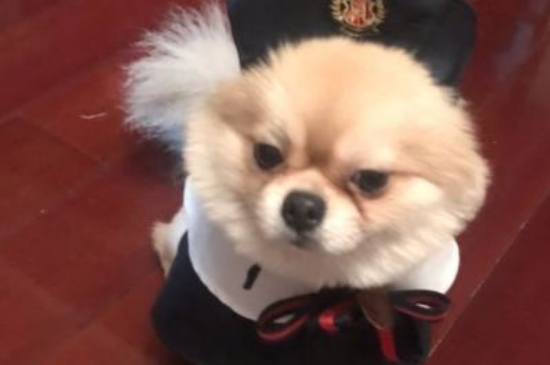 为什么狗在凌晨狂叫