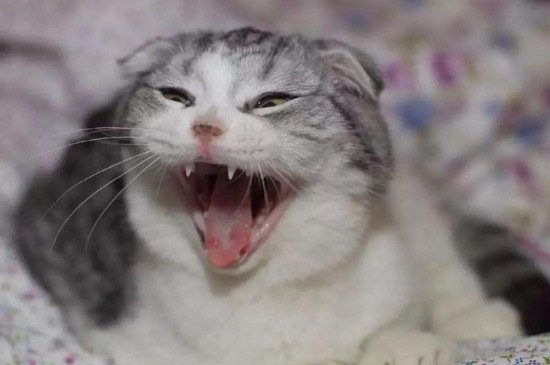 猫咪发情表现，母猫会撅屁股公猫爱乱滋尿