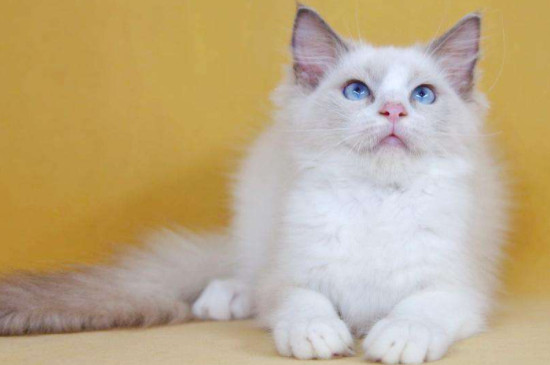 布偶猫怎么养注意什么