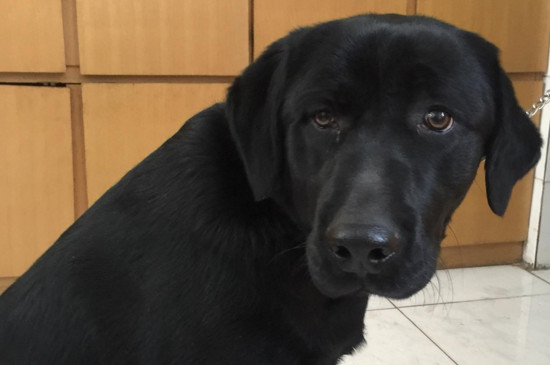 拉布拉多犬多少钱一只