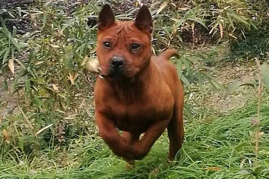 逮兔子的狗叫什么犬