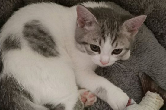 猫三联是什么
