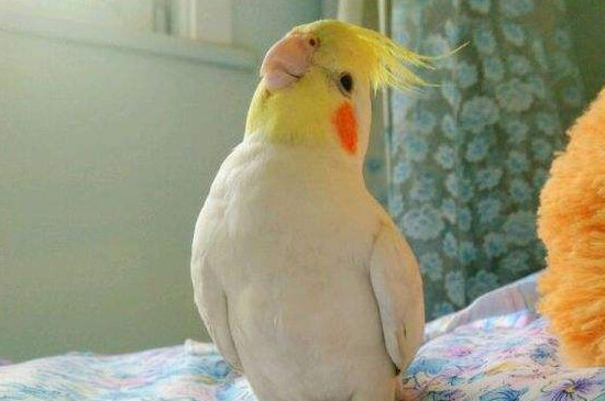 玄凤鹦鹉死前征兆