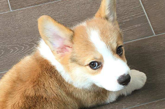 柯基属于小型犬还是中型犬