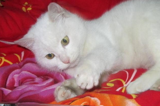 猫瘟前中后期症状
