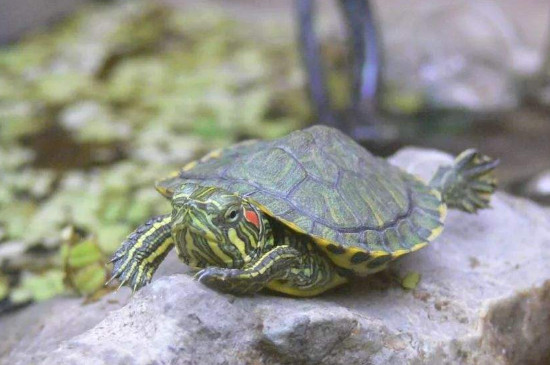 巴西龟深水养淹死了