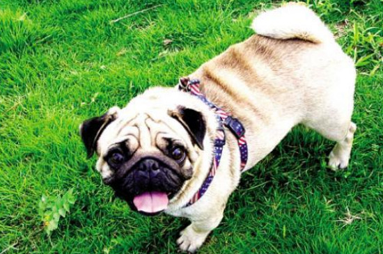八哥犬怎么训练上厕所