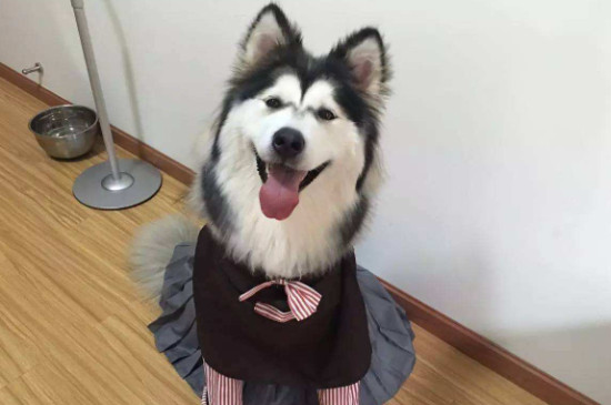 犬心保怎么吃