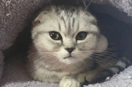 折耳猫寿命有多长