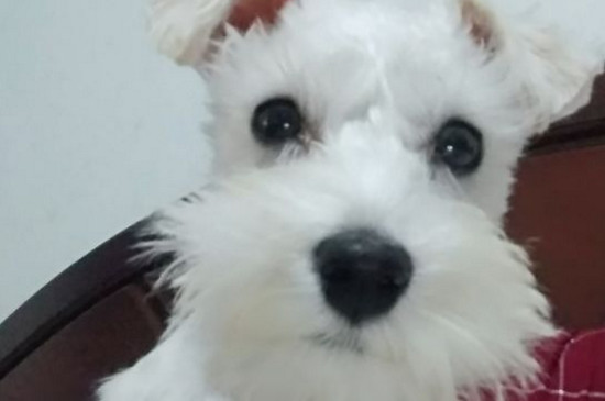 女生适合养什么宠物狗
