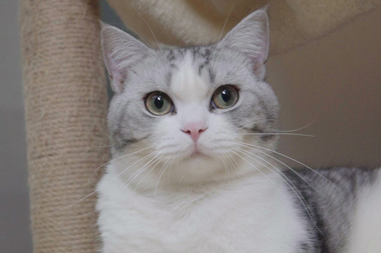 怎么确定猫认主人了，猫咪认定主人的表现