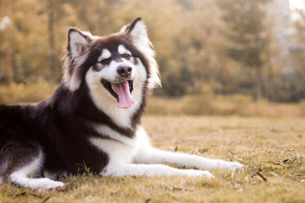 阿拉斯加犬和哈士奇的区别，阿拉斯加八大缺点难家养