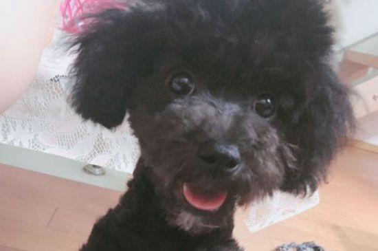 狗狗为什么露个舌头尖