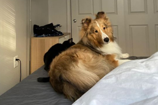 苏格兰牧羊犬吃什么食物，苏牧能吃狗粮和水果