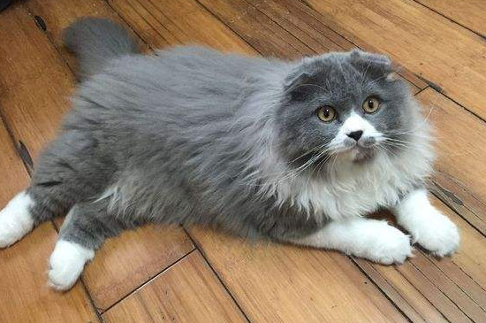 猫怎么驱虫