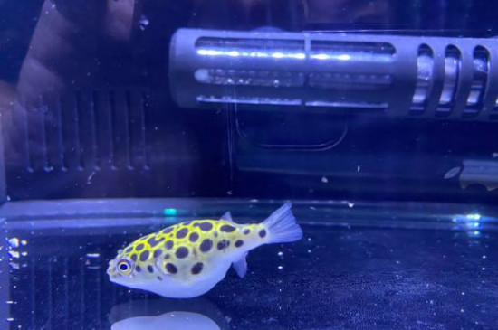 潜水艇鱼怎么养