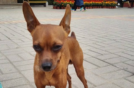 小鹿犬的缺点