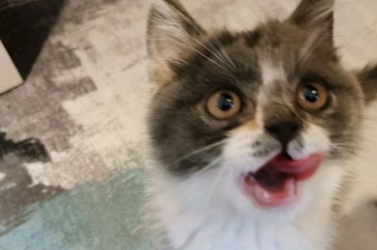 猫为什么喜欢抓老鼠