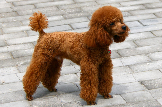 泰迪犬怎么养
