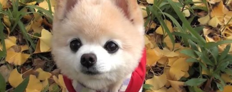 萌犬俊介是什么品种，是一只出生日本的英系博美