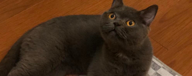 蓝猫配种需要注意事项