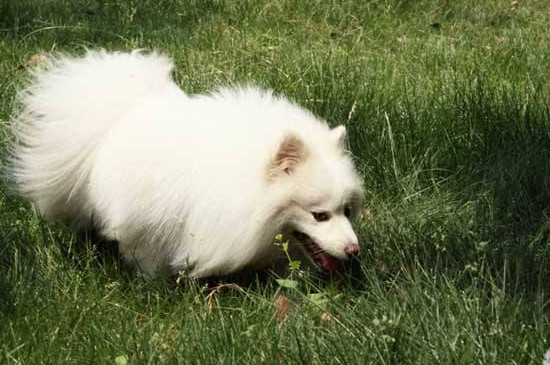 芬兰狐狸犬生存年限