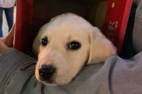 狗狗几岁算老年，狗狗多大算老年犬