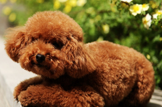 泰迪几个月算成犬