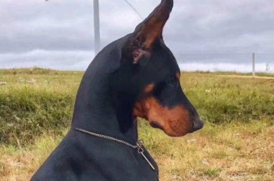 杜宾犬适合家庭养吗