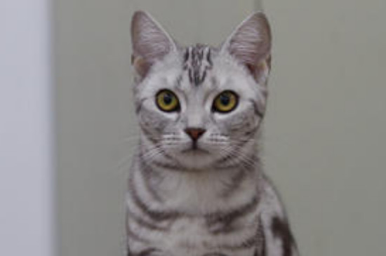 猫发情了怎么办