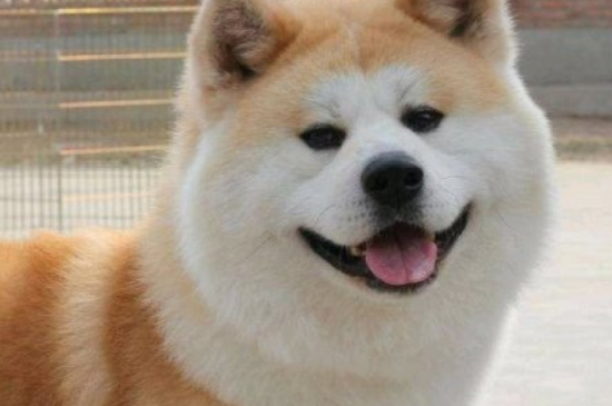 秋田犬柴犬区别
