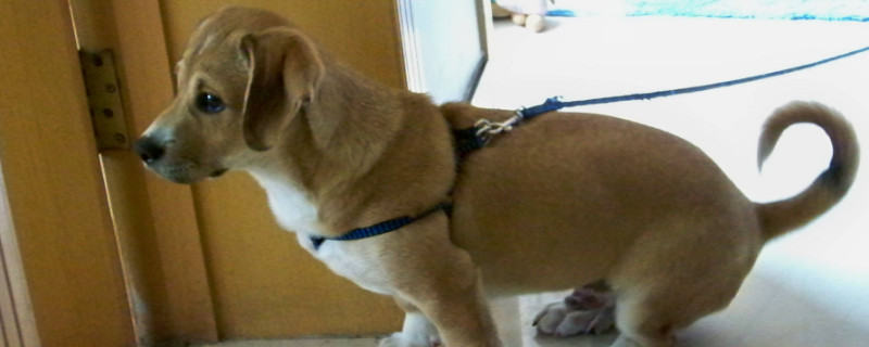 犬瘟会传染给人吗