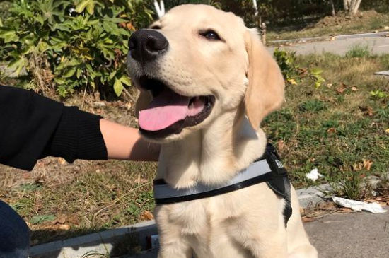 世界十大警犬