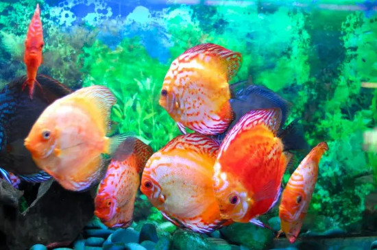 鱼炸鳞是什么引起的