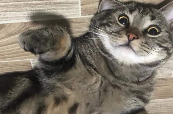 猫猫能吃榴莲吗