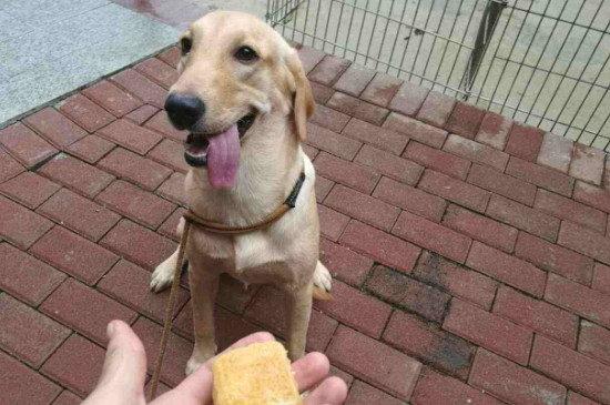 狗以前不护食突然护食