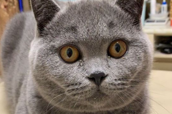 母猫发情症状