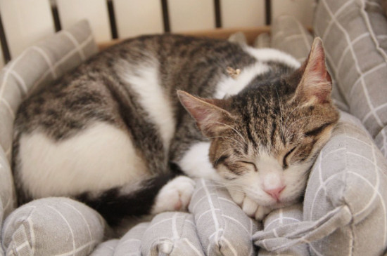 猫猫发出呼噜声是为什么