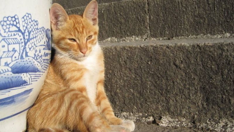 猫咪恨主人的十种表现