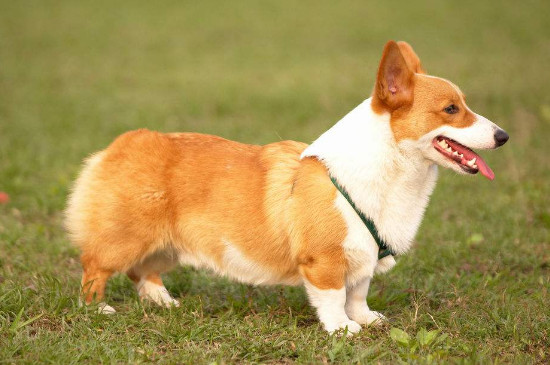 柯基犬怎么看品相
