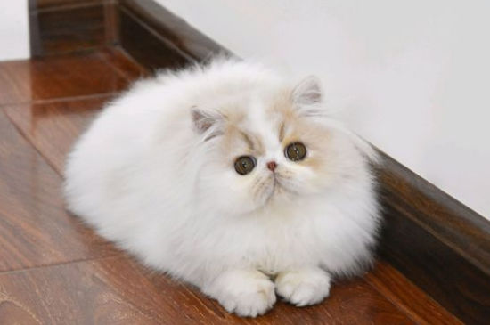宠物猫能吃鱼吗